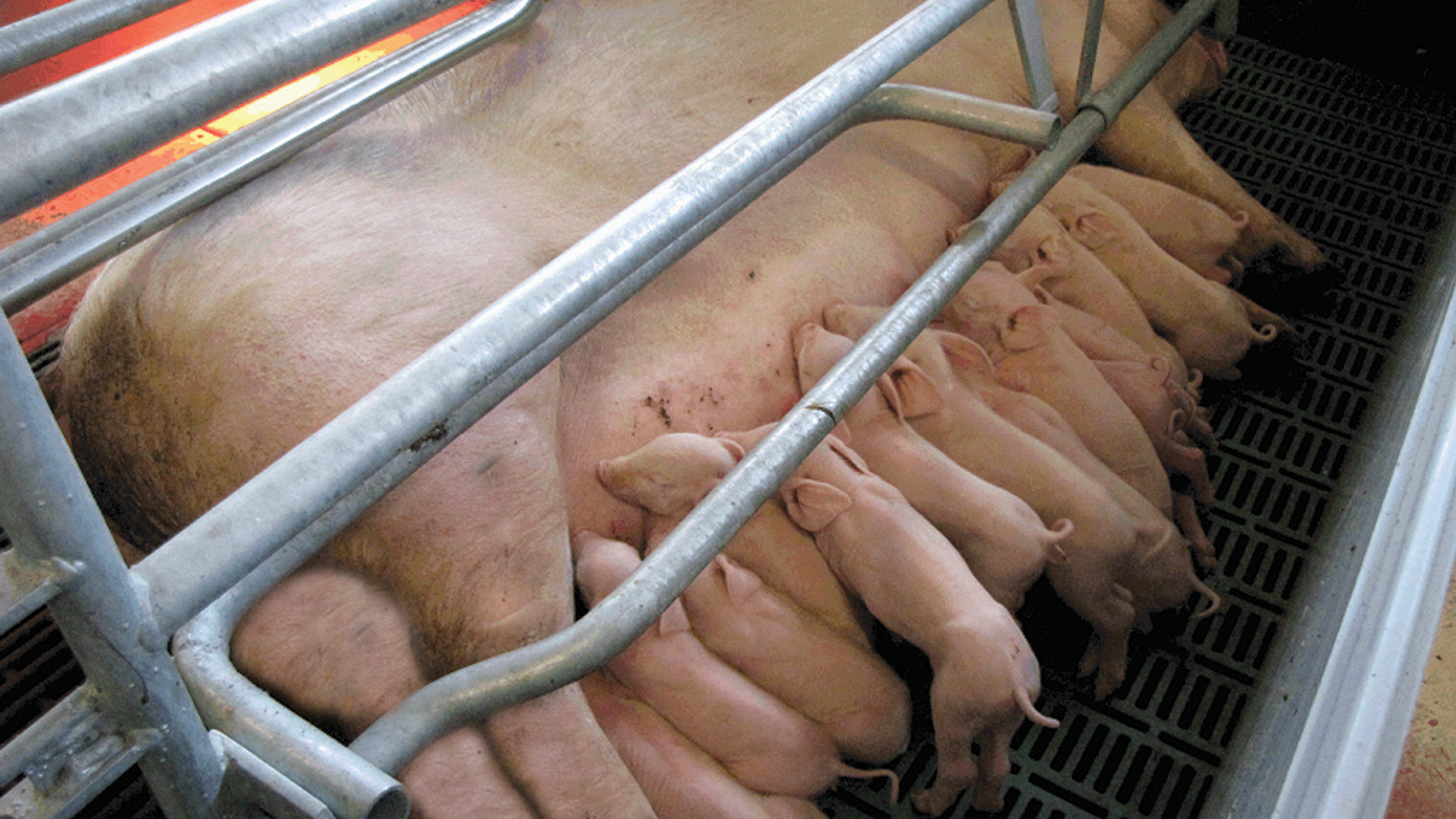 Zeugen banner 1 1280x720px