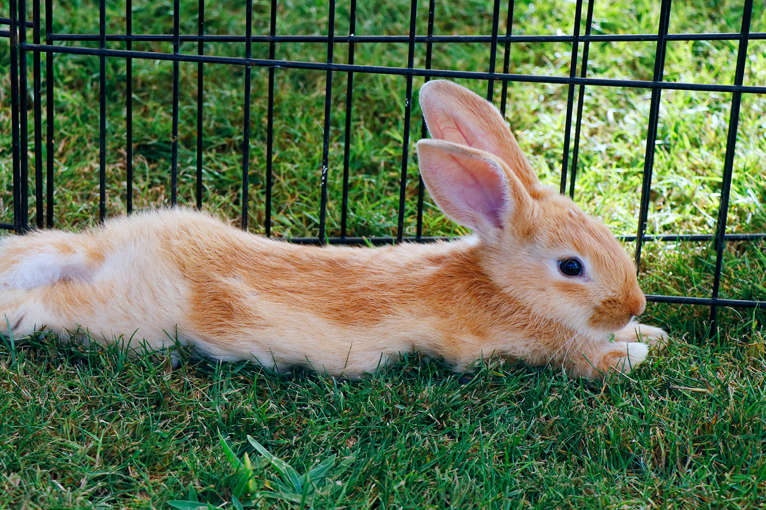Hoe Oud Wordt Een Dwergkonijn: Levensverwachting En Verzorgingstips