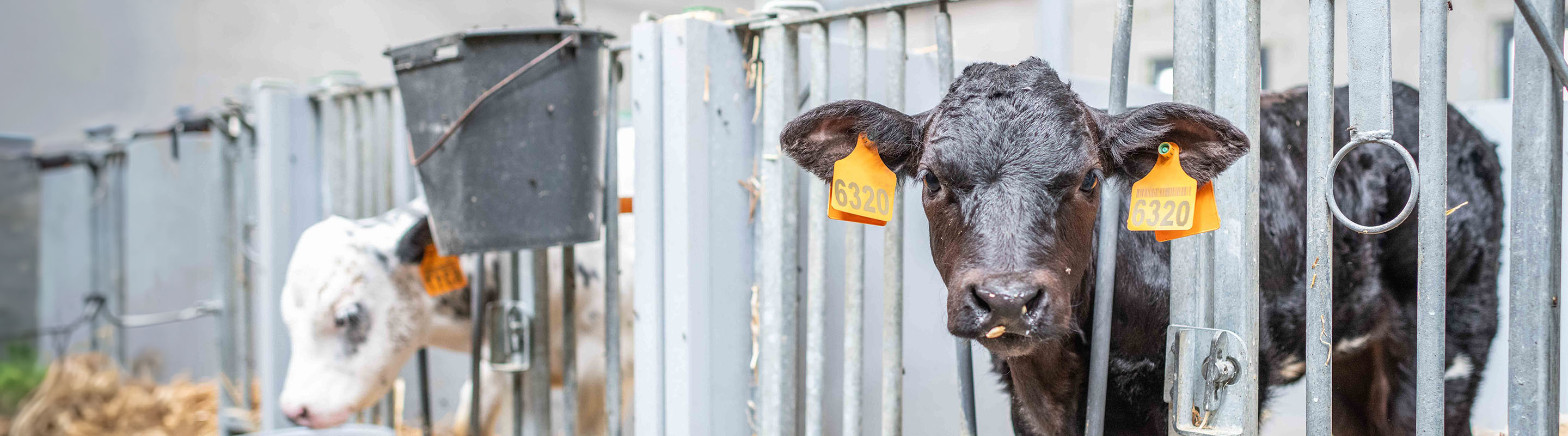 calves in the stable