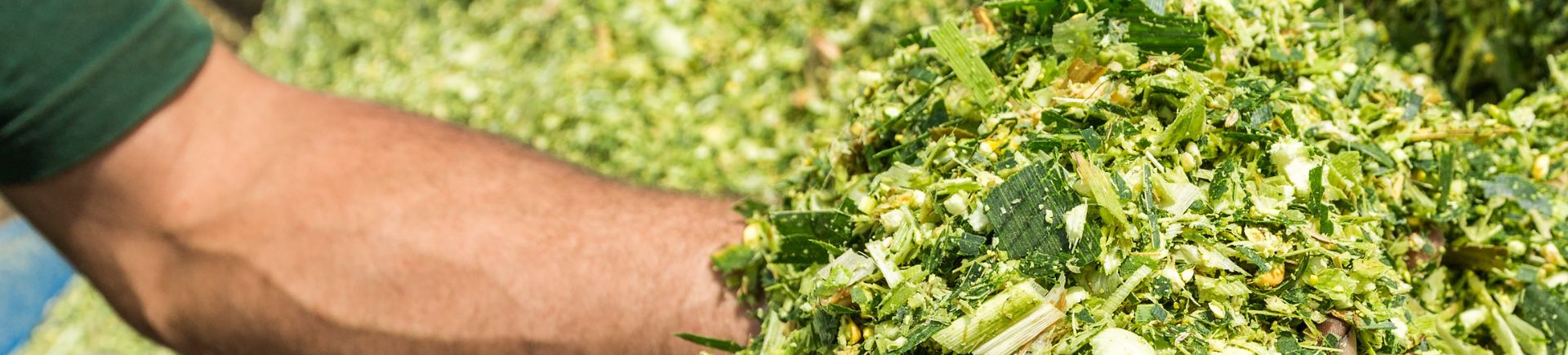 Ruwvoer - Zomer - Inkuilen