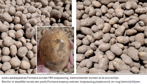 Hoe je aardappelen bewaren na een droge en warme zomer 