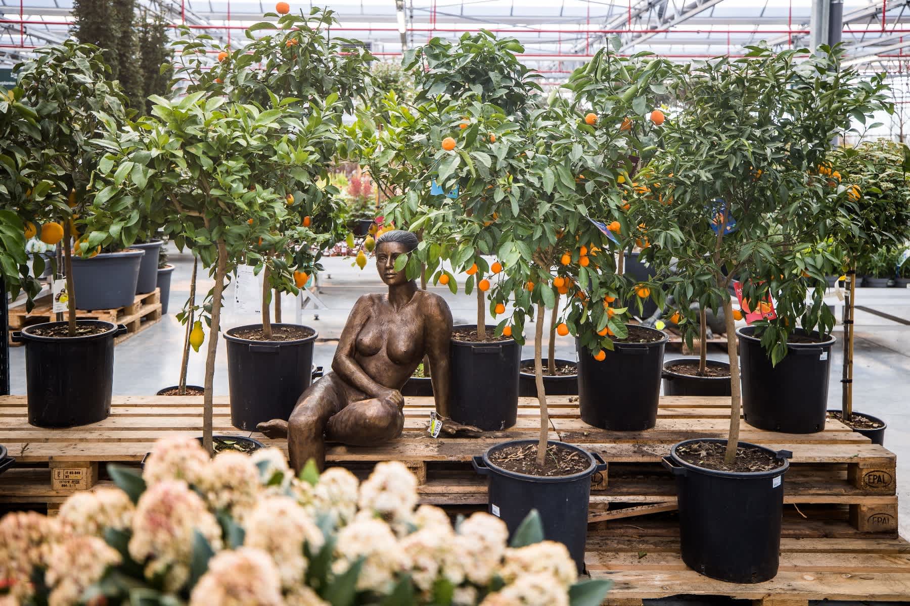 image: buitenplanten