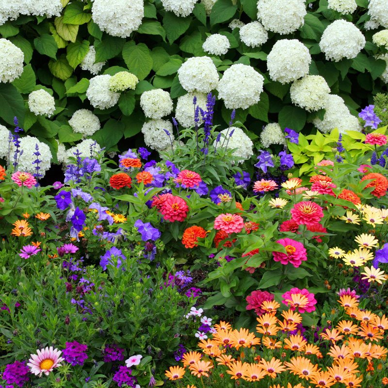 bar Verlichten Geroosterd Zes manieren om veel bloemen in je tuin te planten