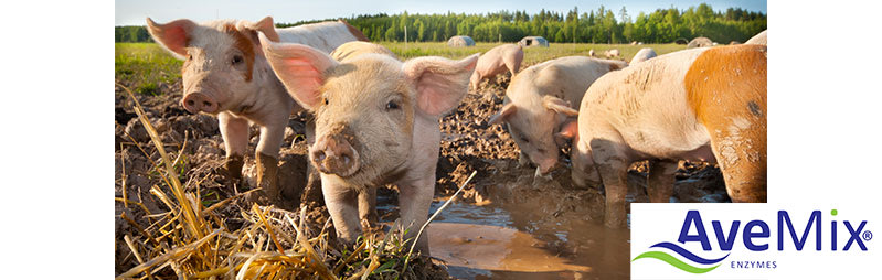 AveMix® 02 CS – The unique multi-enzyme concept for optimal digestibility