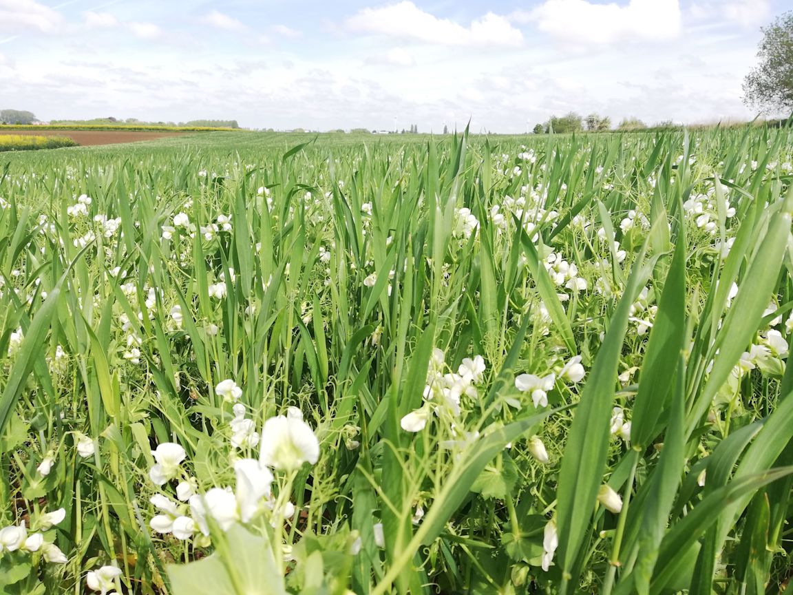 Contrats Qualité Différenciée - Pois-Blé