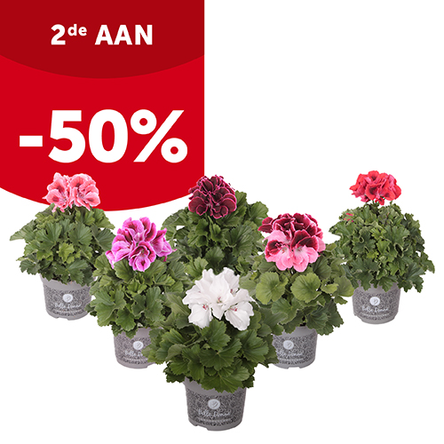 2de aan -50% op Franse geranium (Pelargonium grandiflorum) in pot Ø 12 cm | Aveve