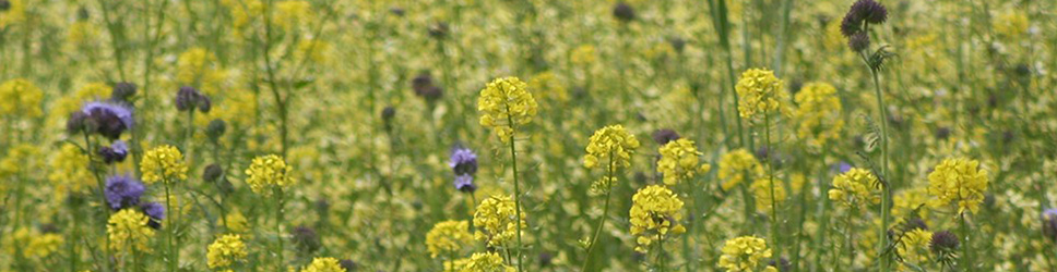 Gele mosterd 968x250px