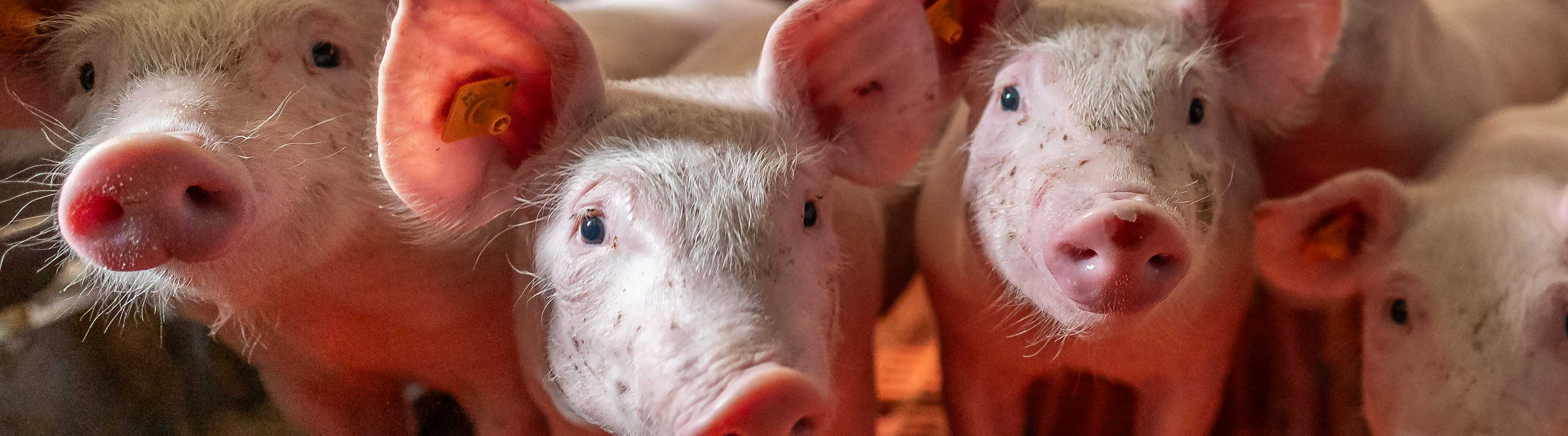 photo of piglets lined up in the barn