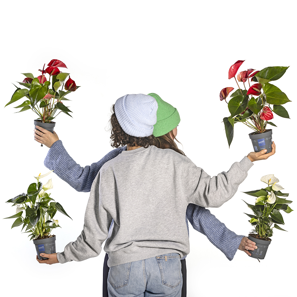 Een flamingoplant in huis halen - Aveve