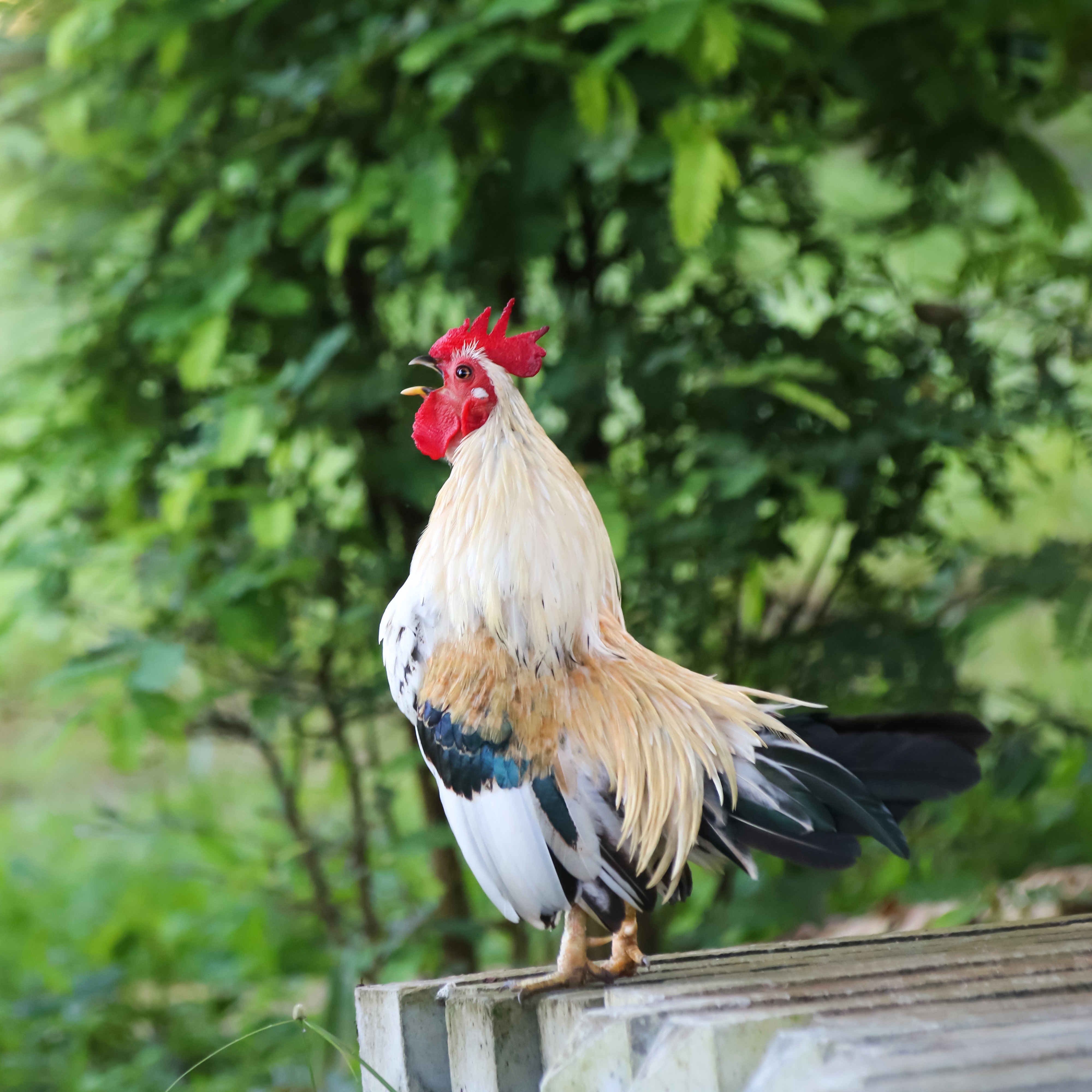 Kippen voor beginners: een vlotte Aveve