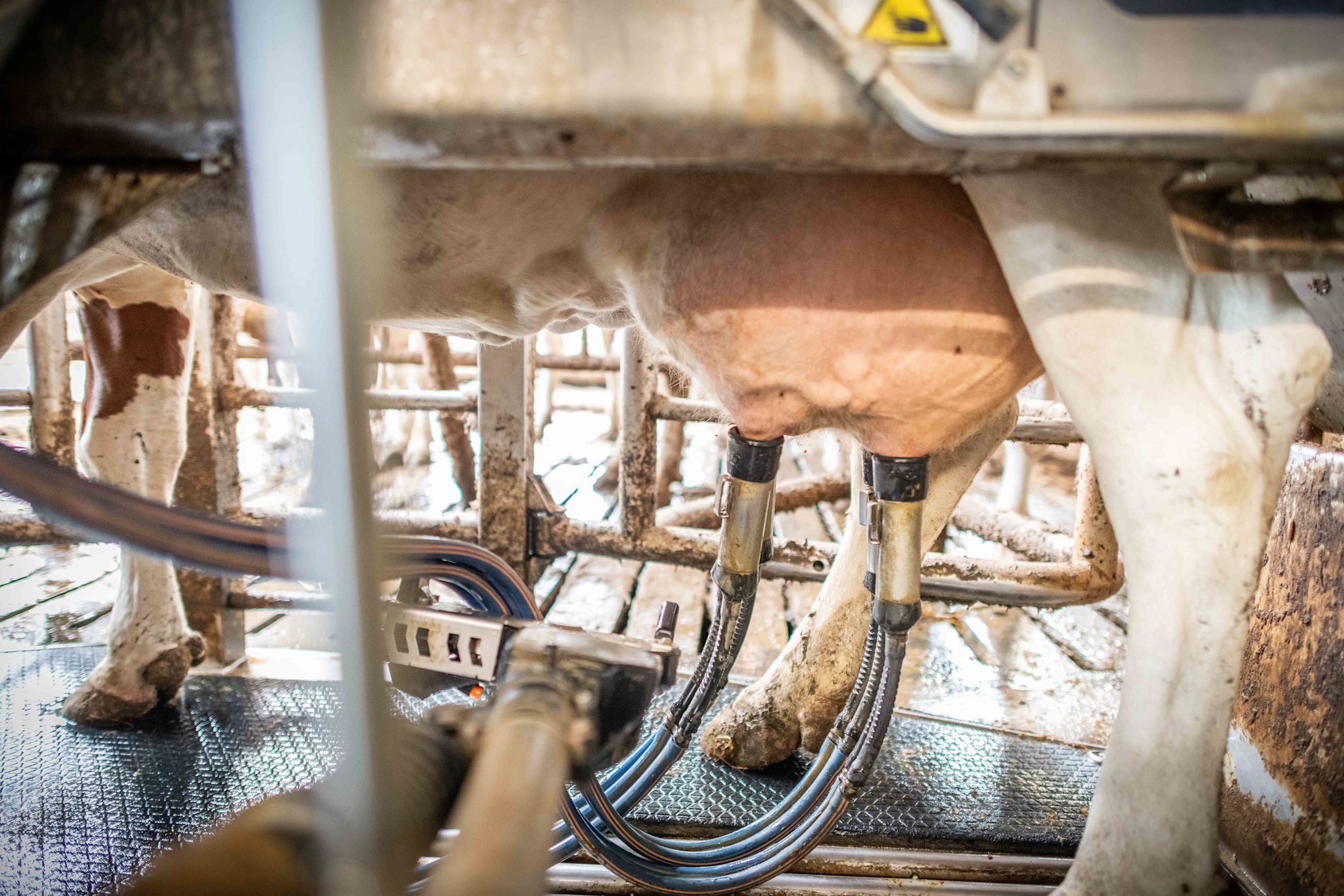 cow is milked by machine