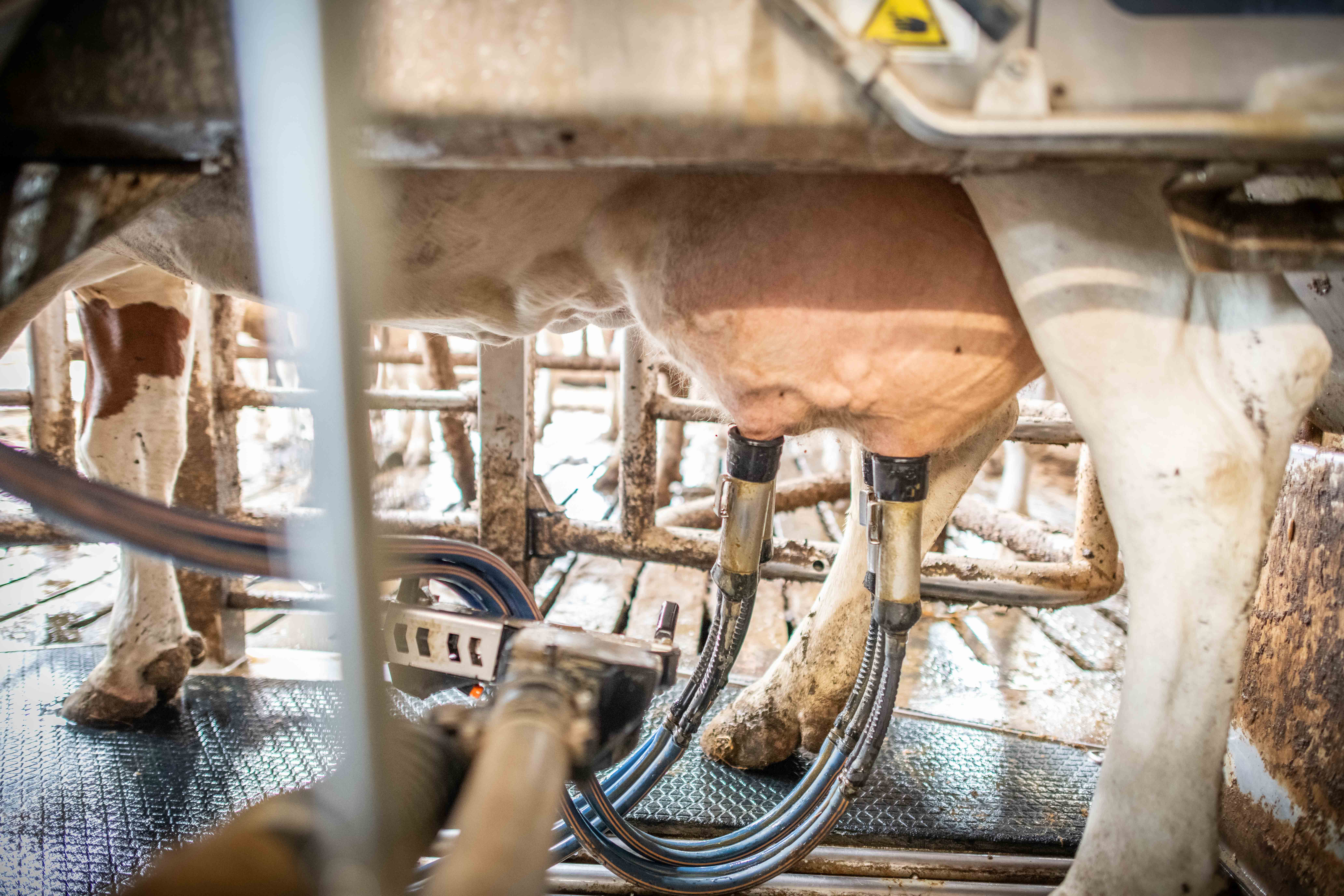 Kuh wird an der Maschine gemolken