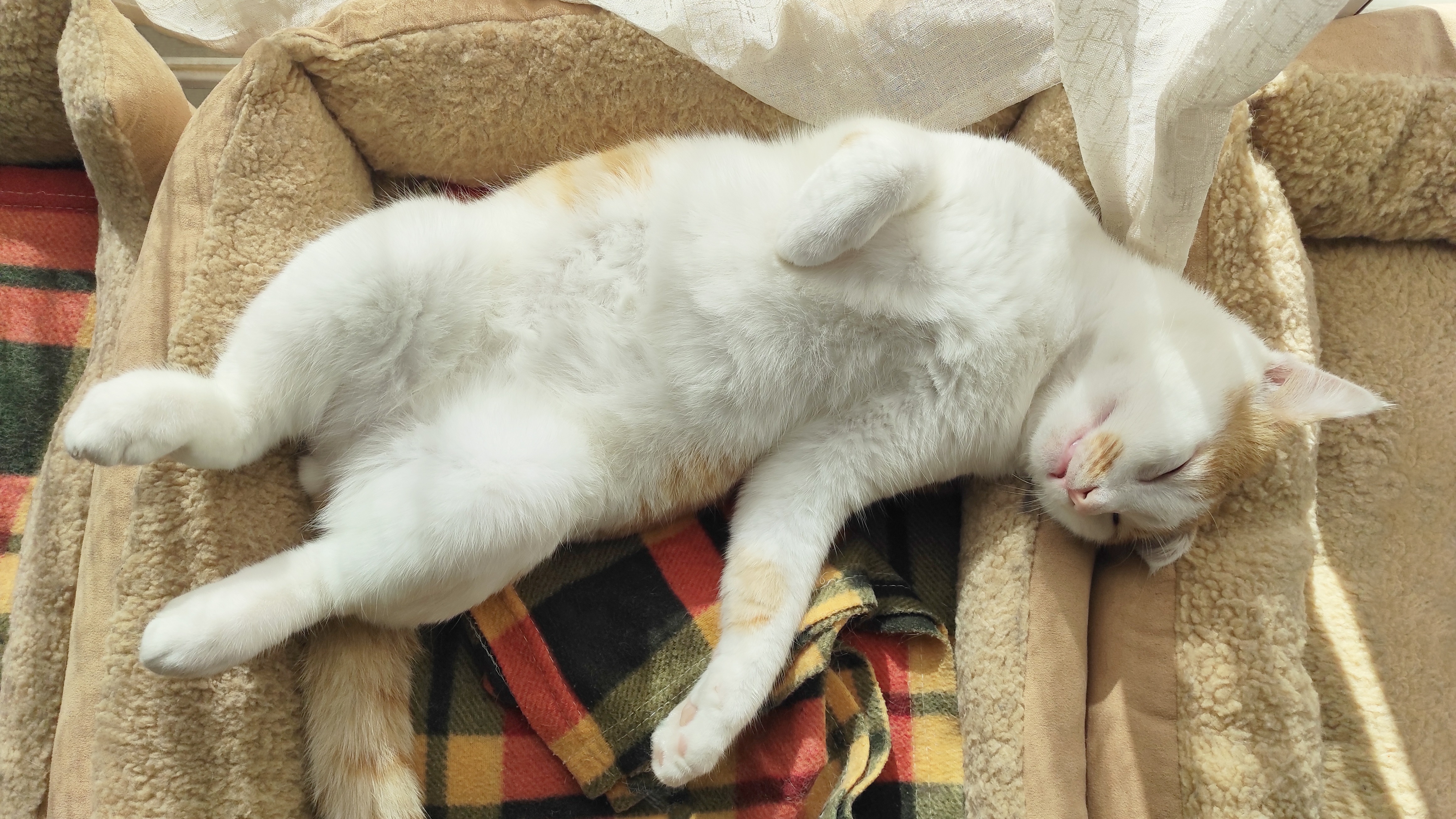 Alles voor katten aveve kussens