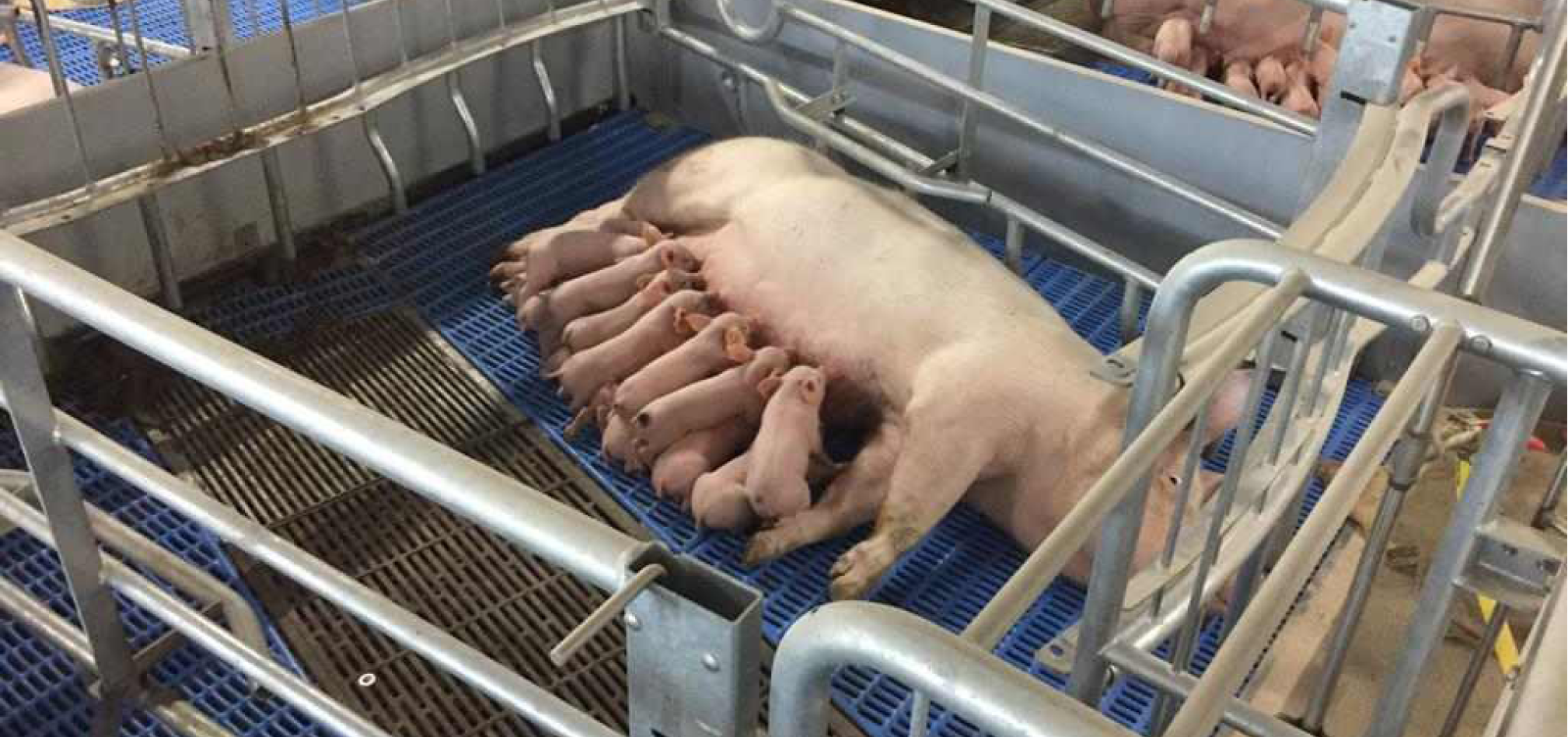 Lactatiefase 968x455px