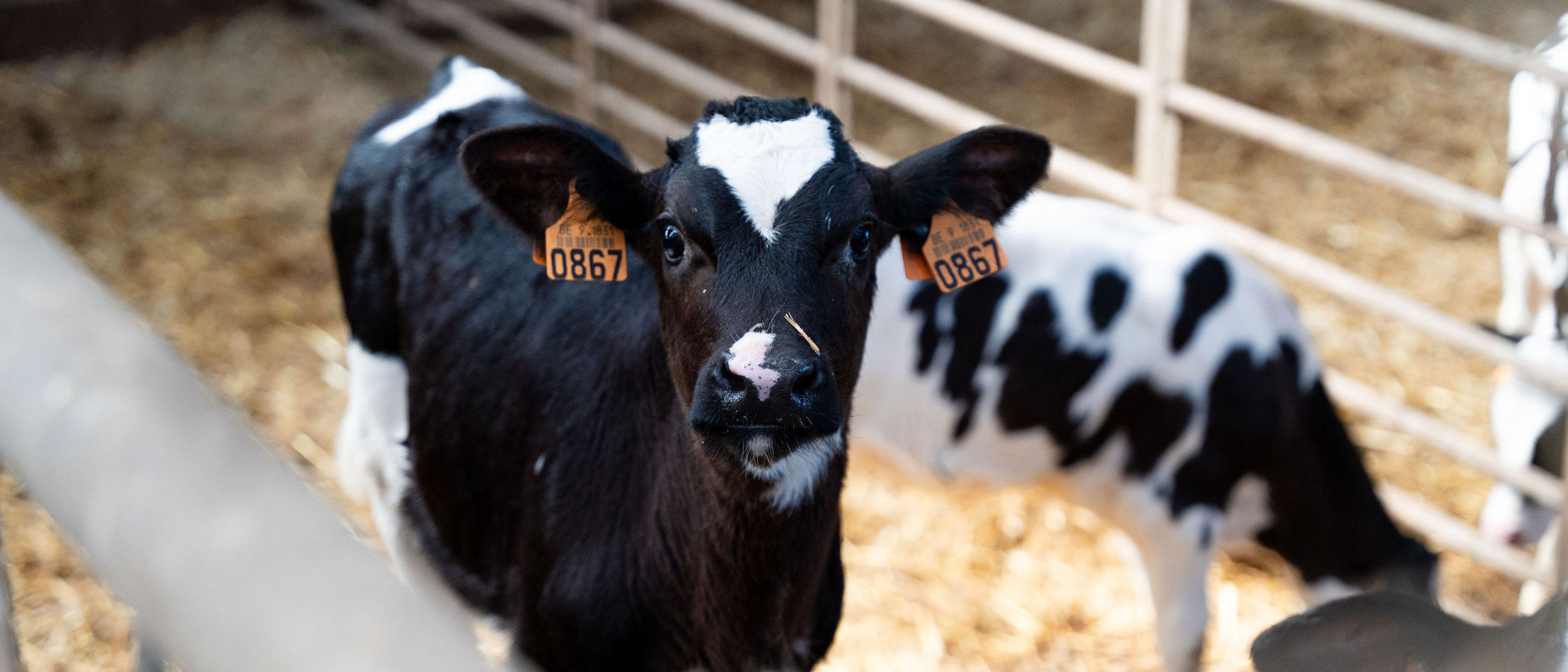 Jongvee Gezondheid banner 1920x823px