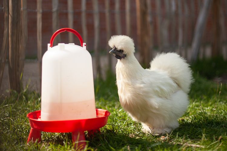 Farm egg control foto