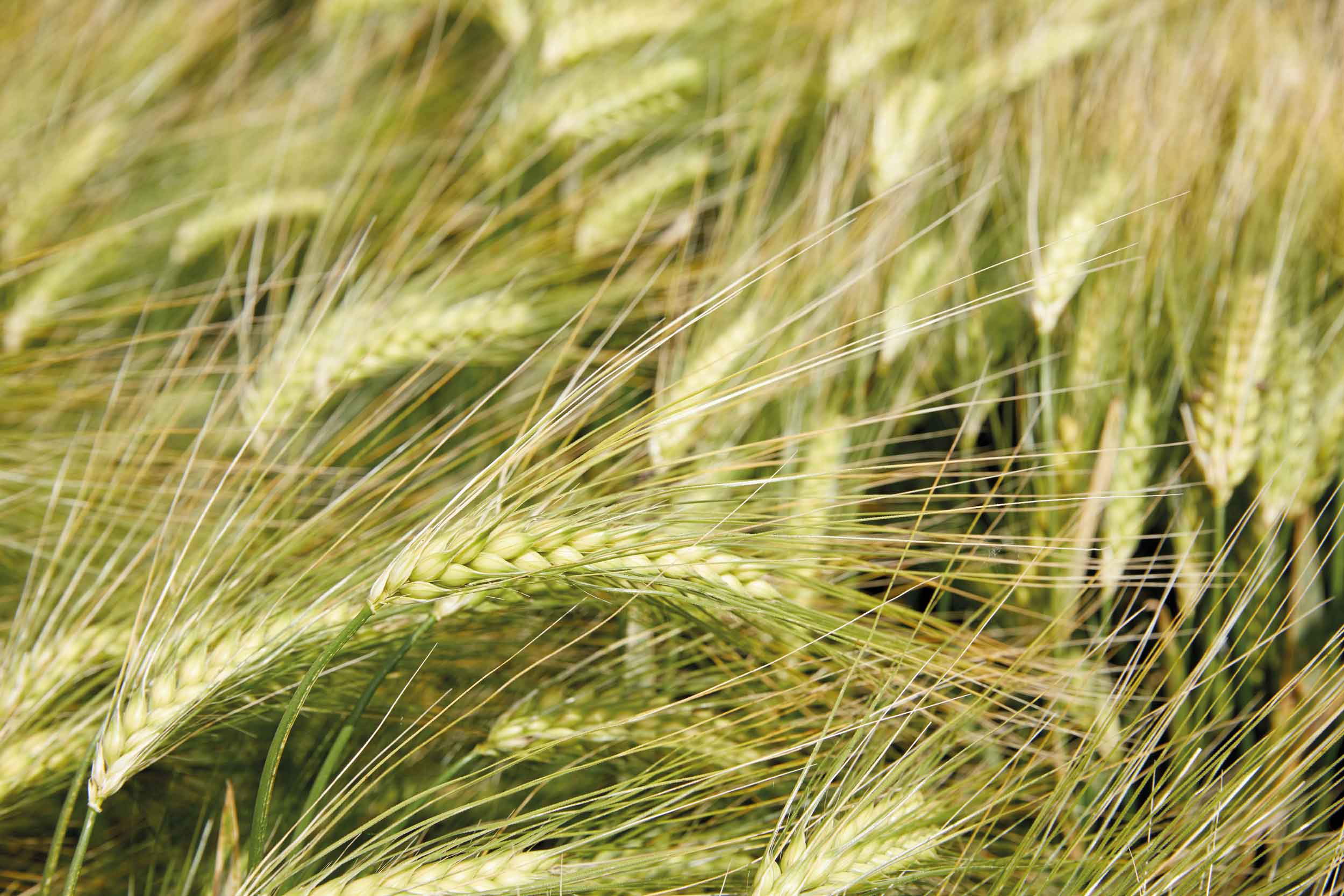 Semences de céréales