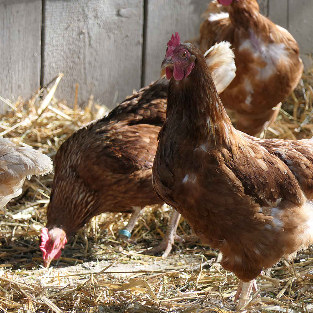 Poule dans la paille - Aveve