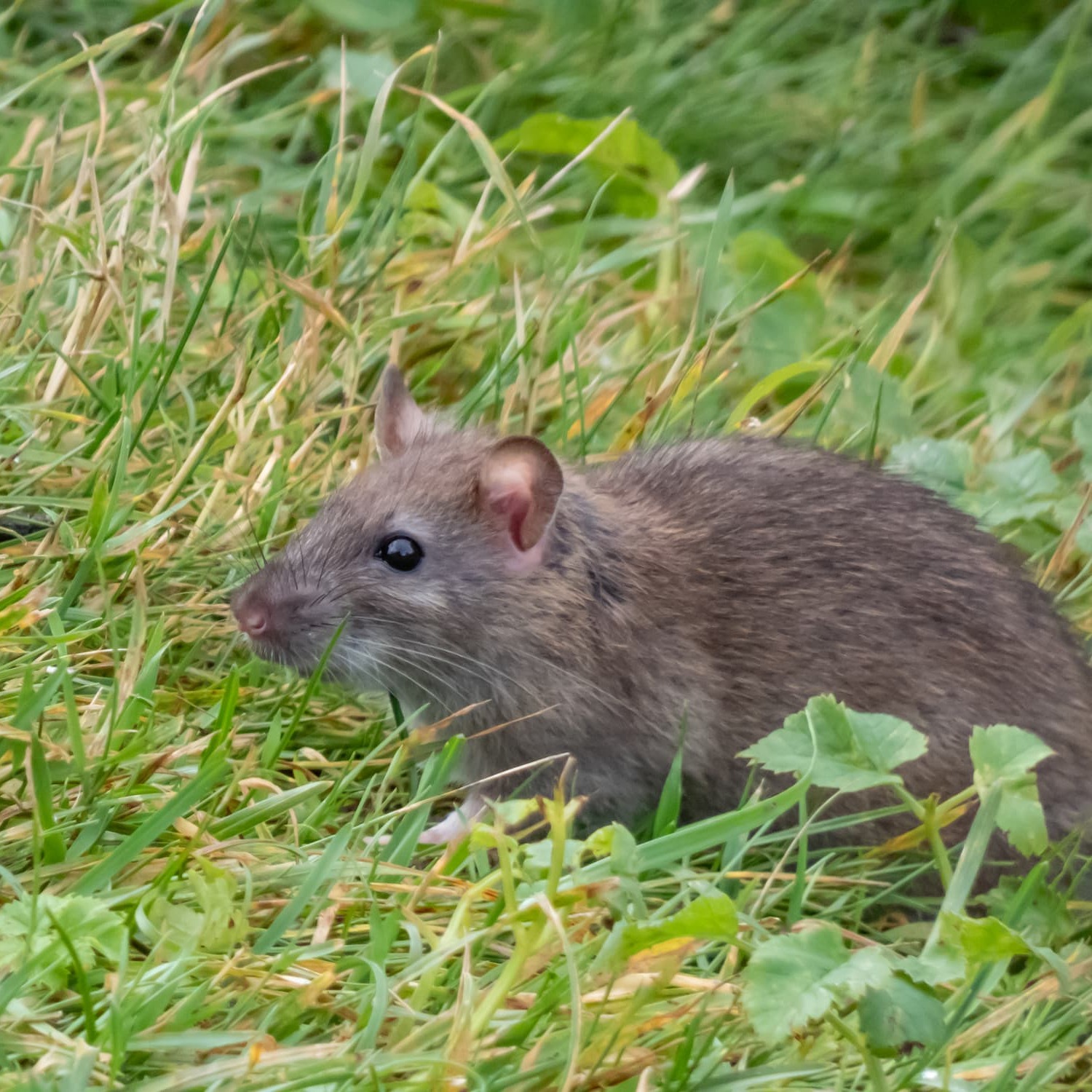 Anti rats et souris pâtes pour usage intérieur et extérieur