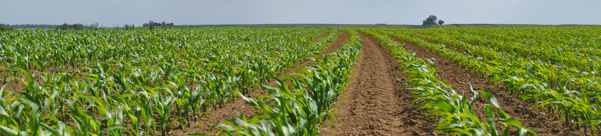 13.03.2026_AH_Nieuwsbrief_Waarom stikstofbescherming vandaag cruciaal is 