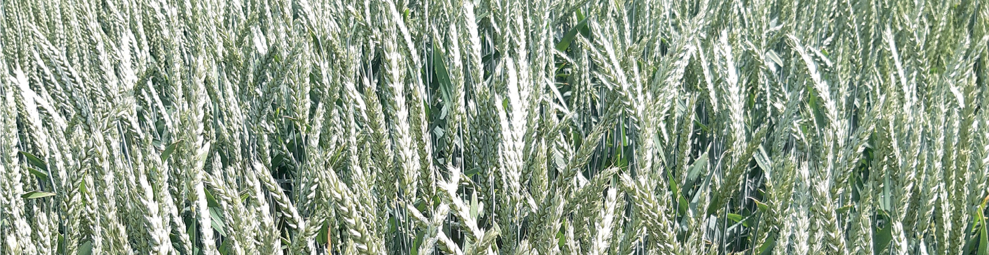 KWS Sverre 968x250px