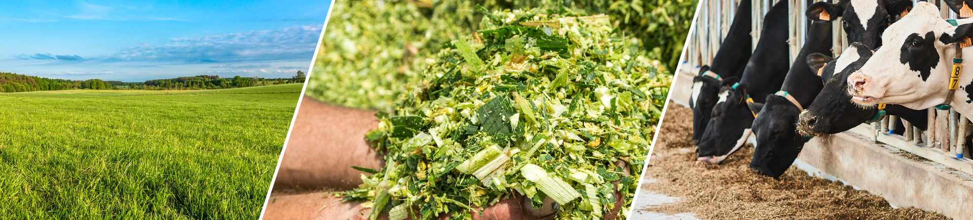 Kuil en kennis banner