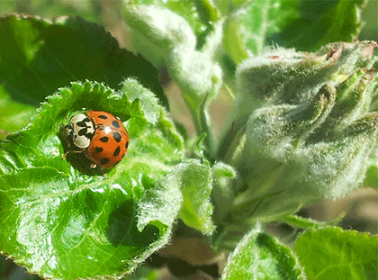 registreren spuitlicentie