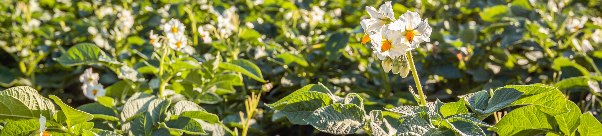 17.06.2026_Nieuwsbrief_AH_Na regen komt zonneschijn: bladvoeding in aardappelen en bieten
