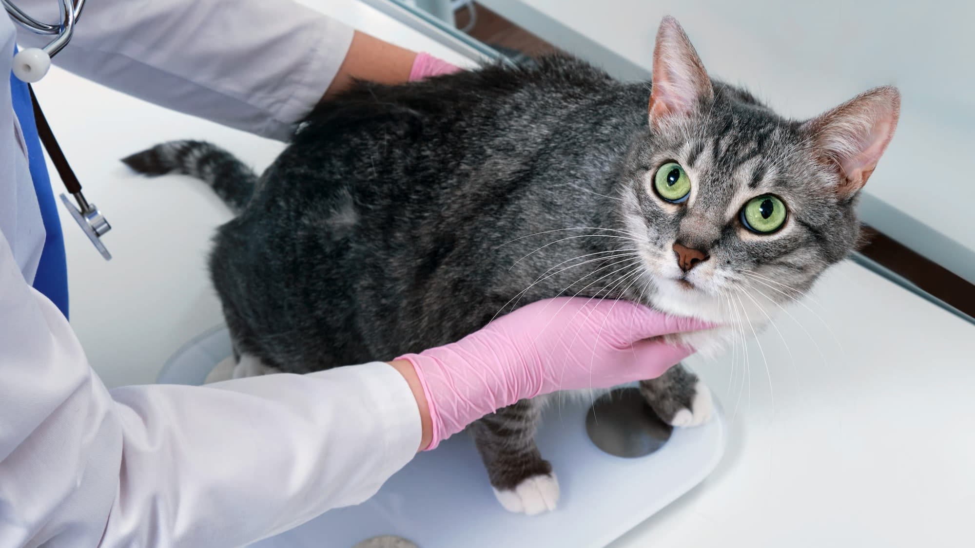 Het ideale gewicht van je kat bepalen en onderhouden - Aveve