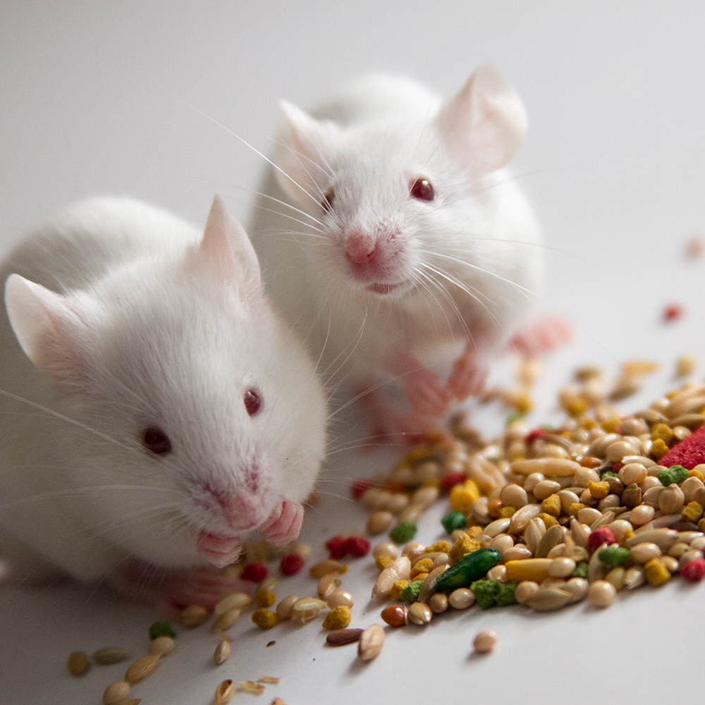 Comment nourrir une souris domestique ? L'alimentation d'une souris blanche