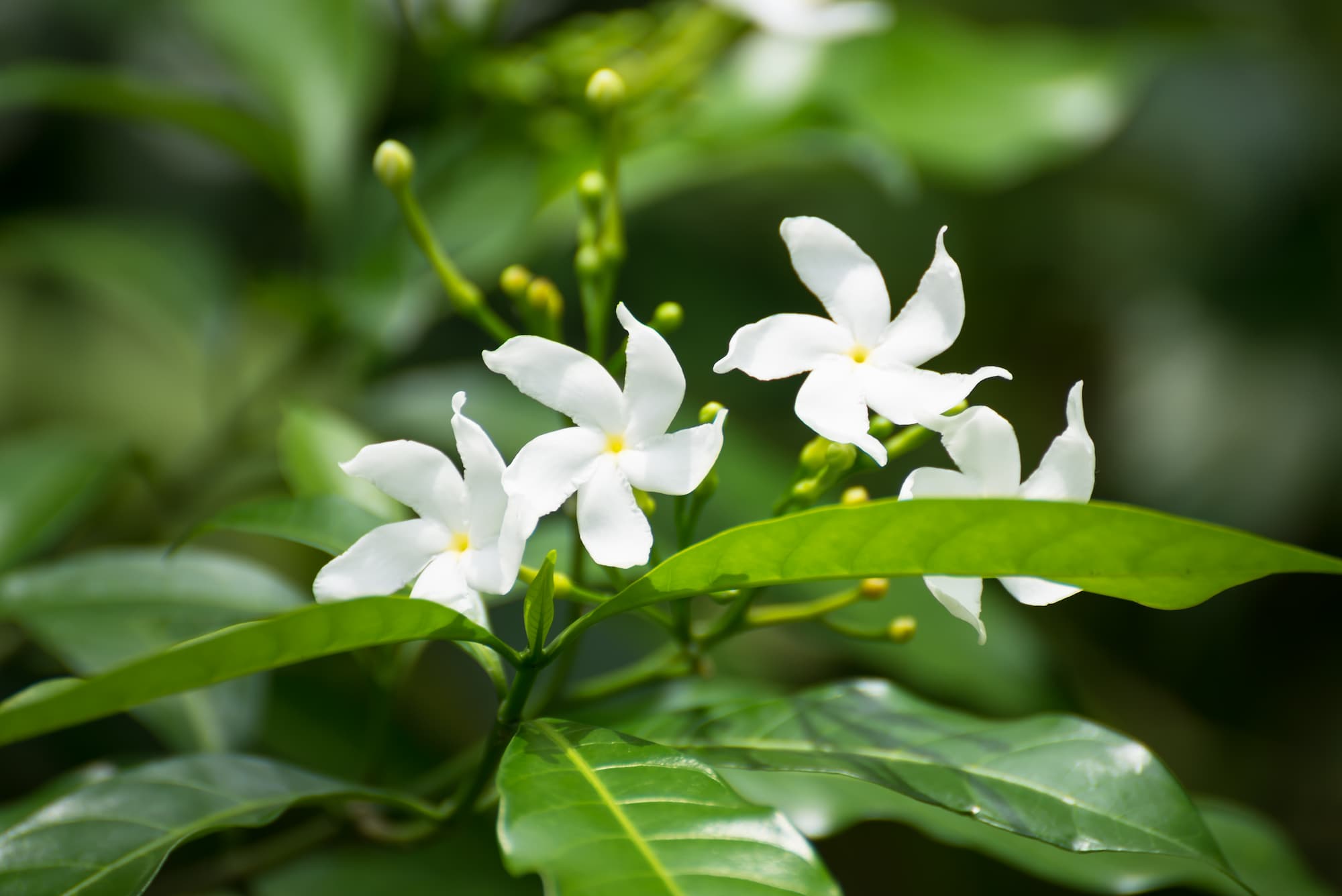 Plantes de jasmin au jardin – Aveve