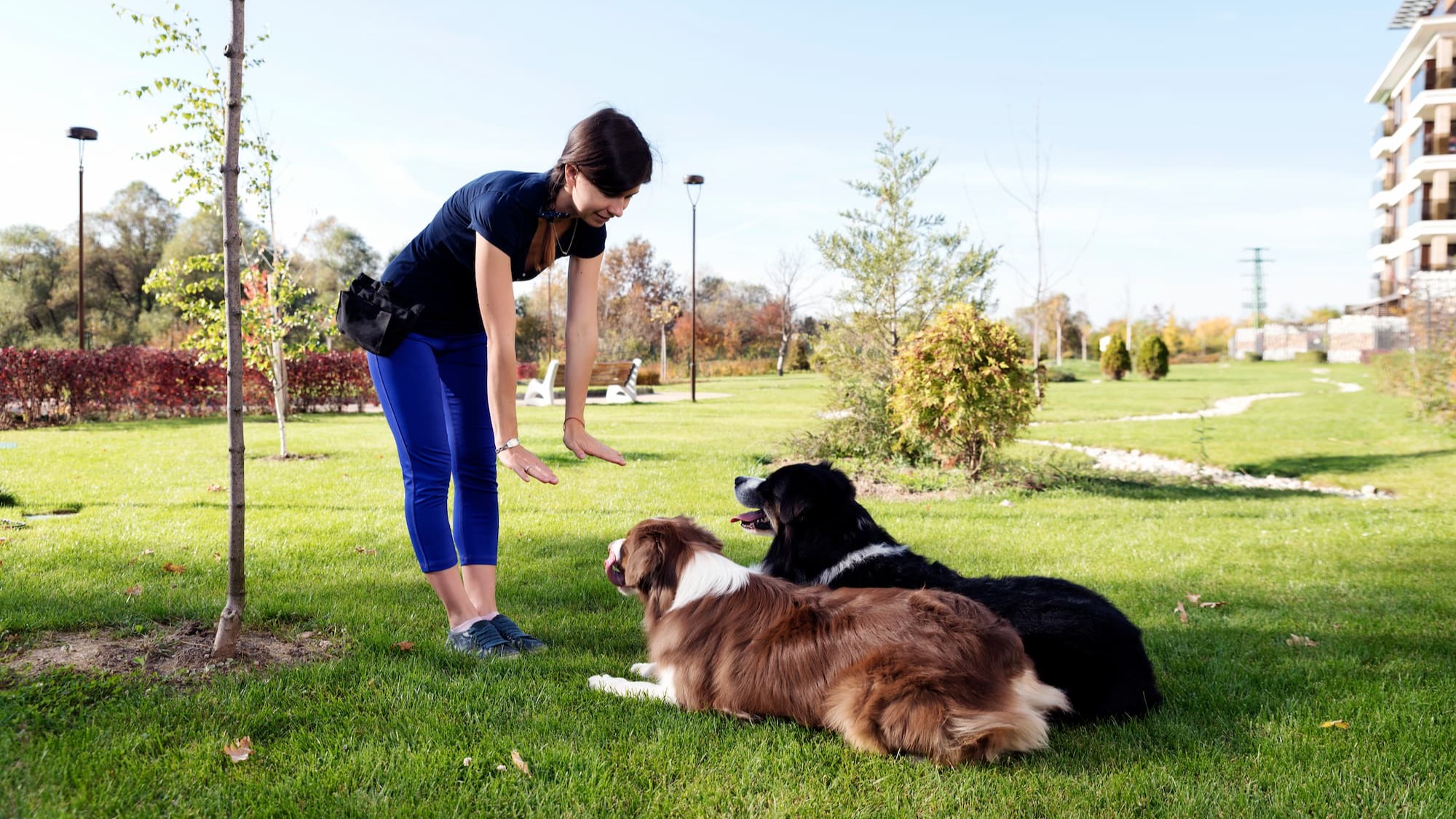 Chien en plein dressage, à l’écoute de son maître - Aveve