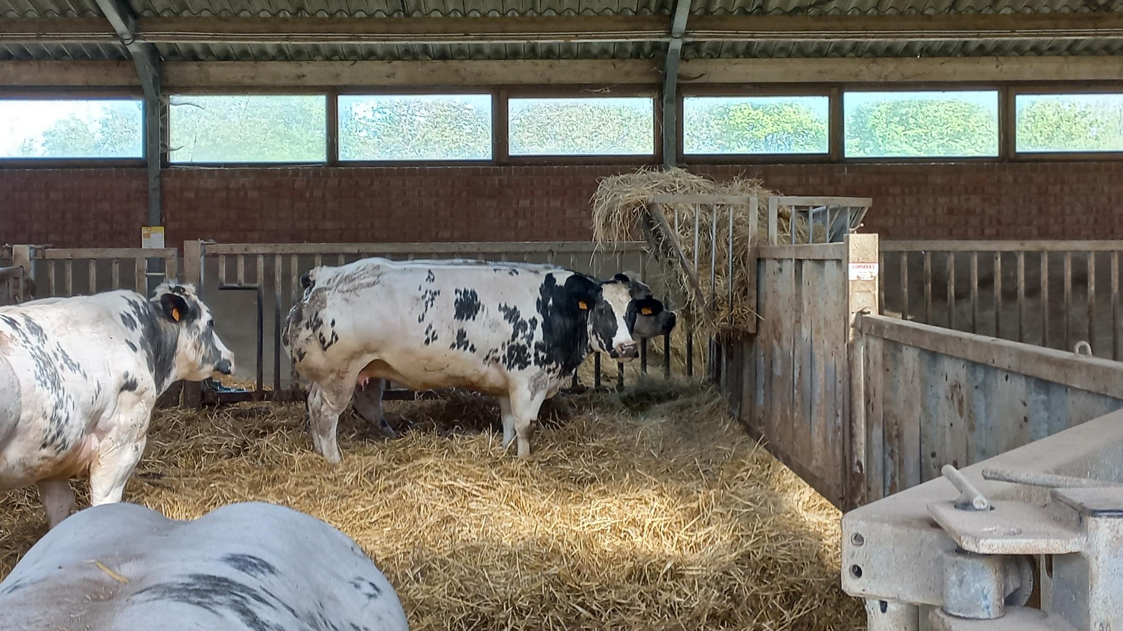 2.07.2026_Nieuwsbrief_AN_lichaamsherstel extreme hitte_rundvee