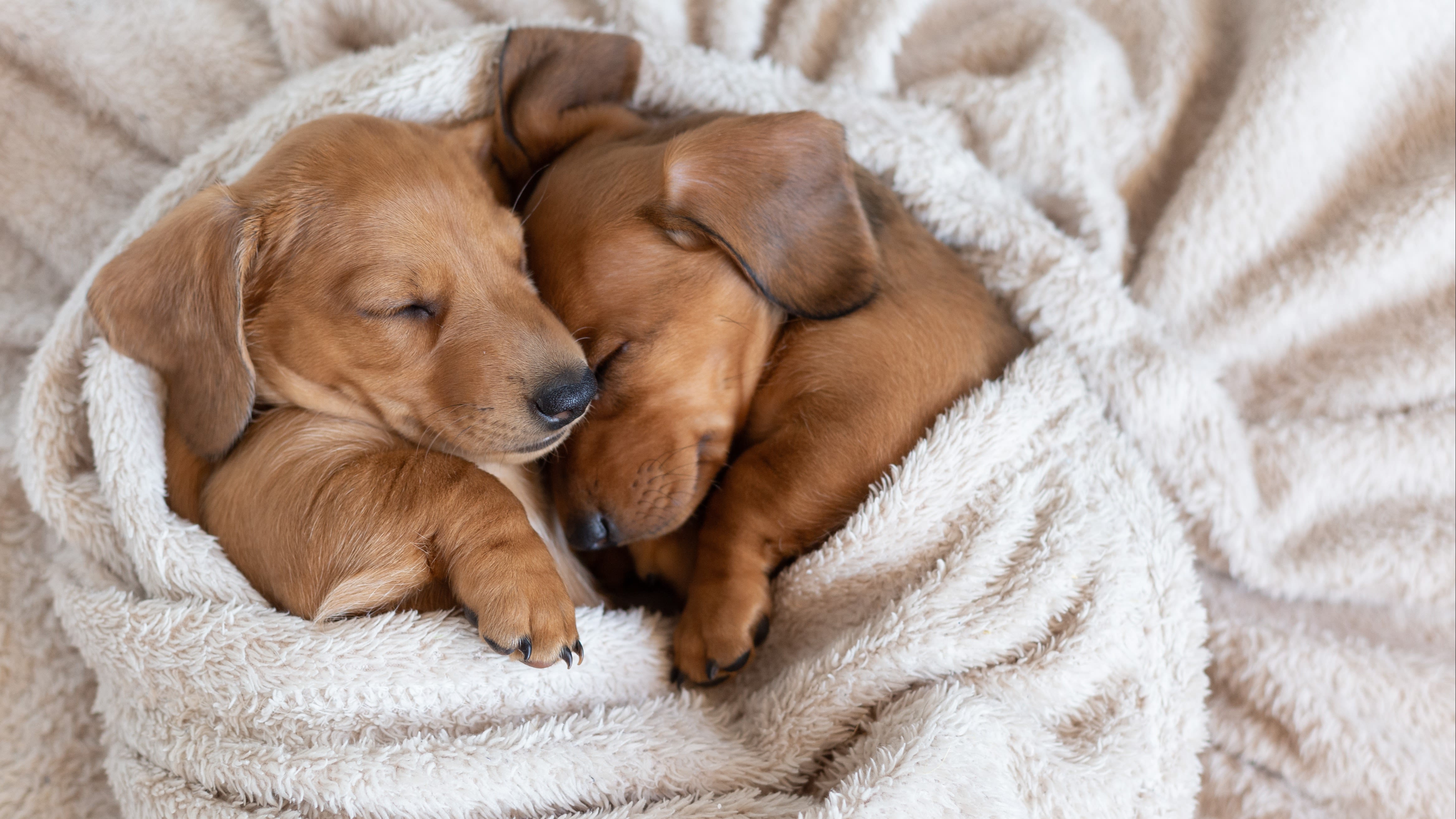 De Eerste Nacht Met Je Puppy: Steeds Het Beste Slaapplekje – Aveve