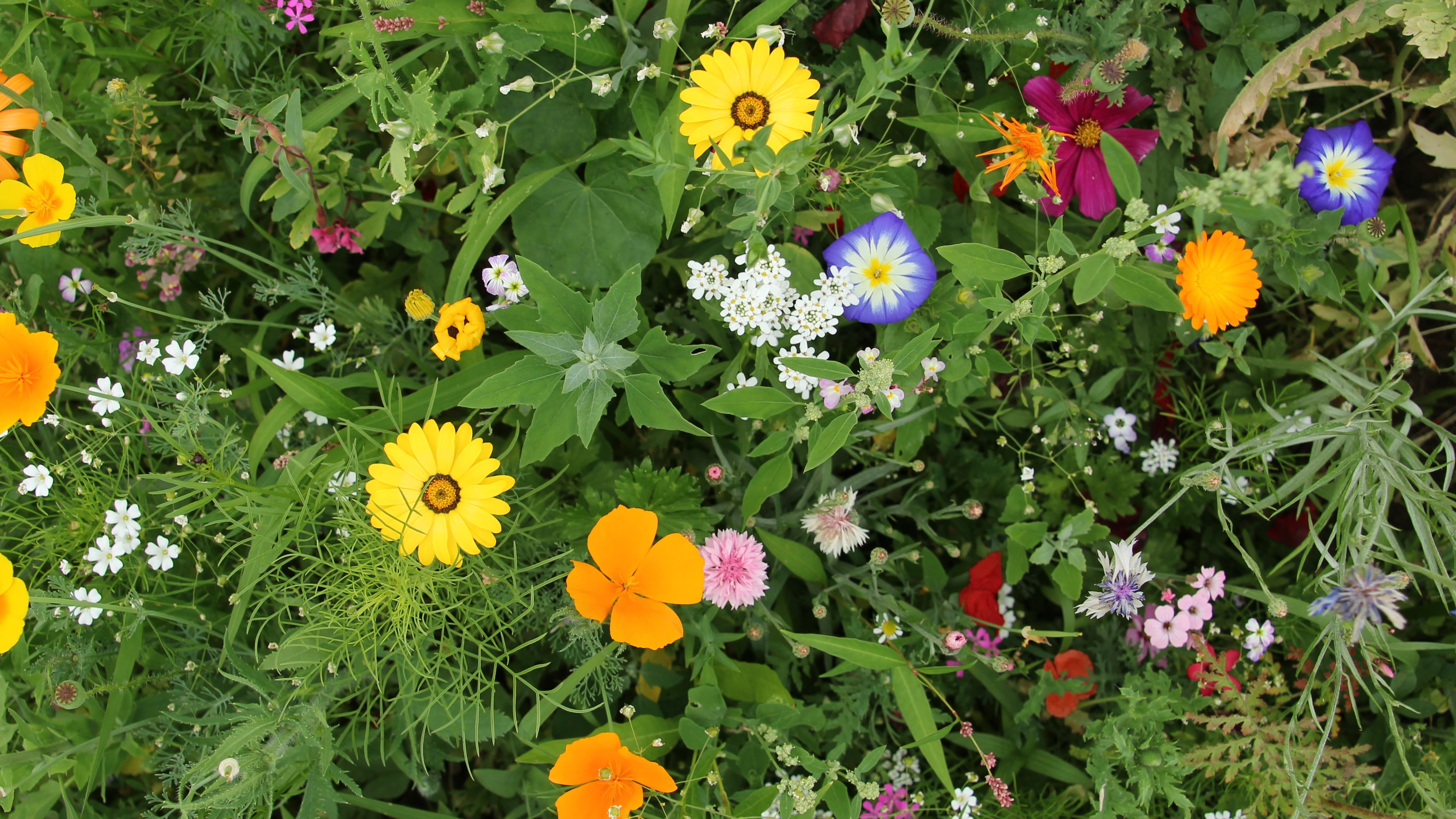 Alles voor je tuin aveve bloemzaden