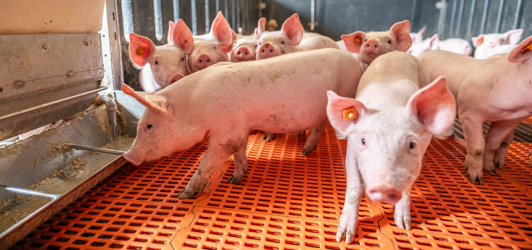 Biggistar SafeMax 968x455px