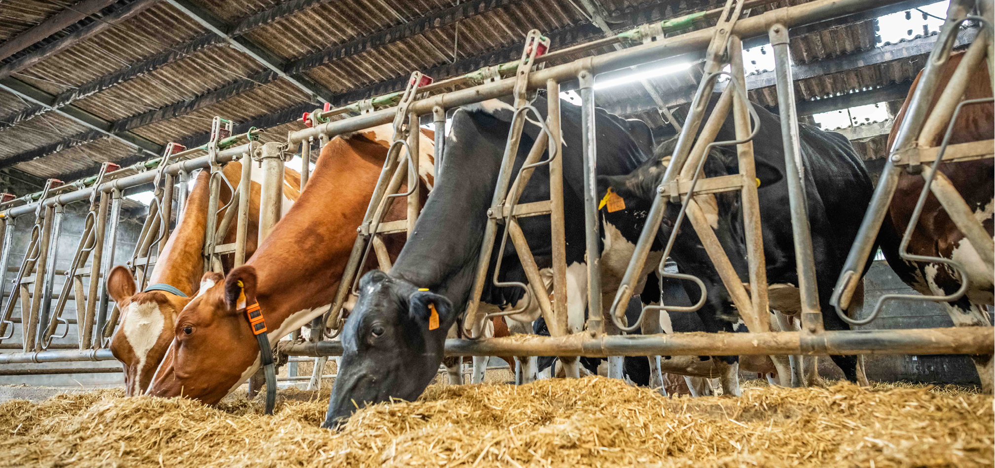 Melkvee Healthy 968x455px