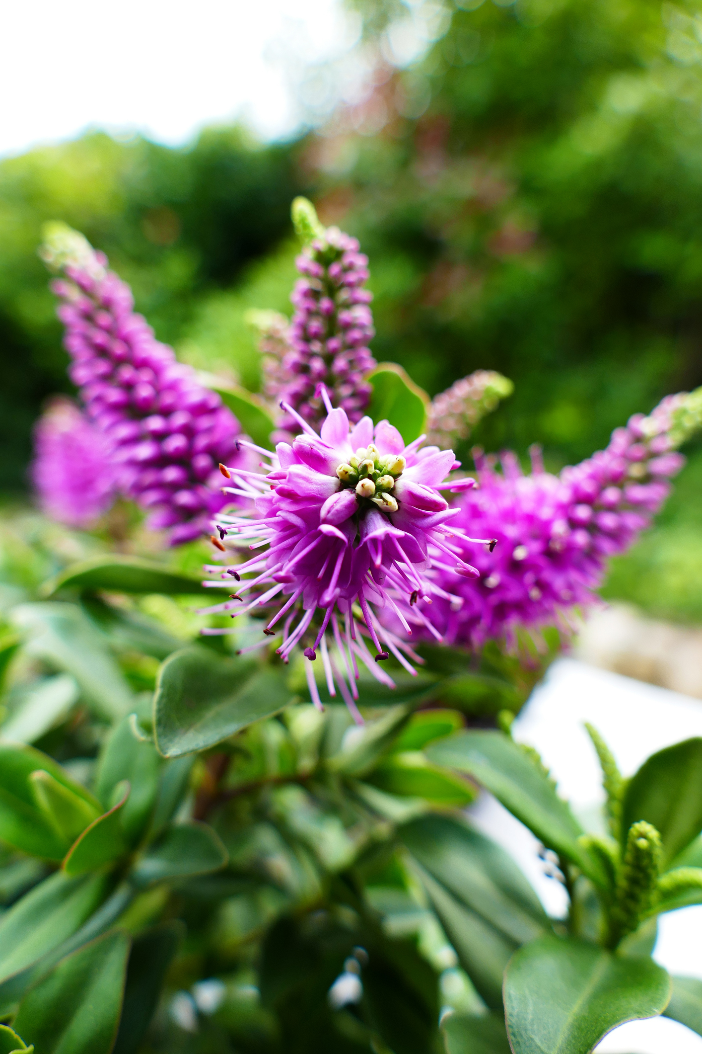 image: Hebe Addenda verticaal