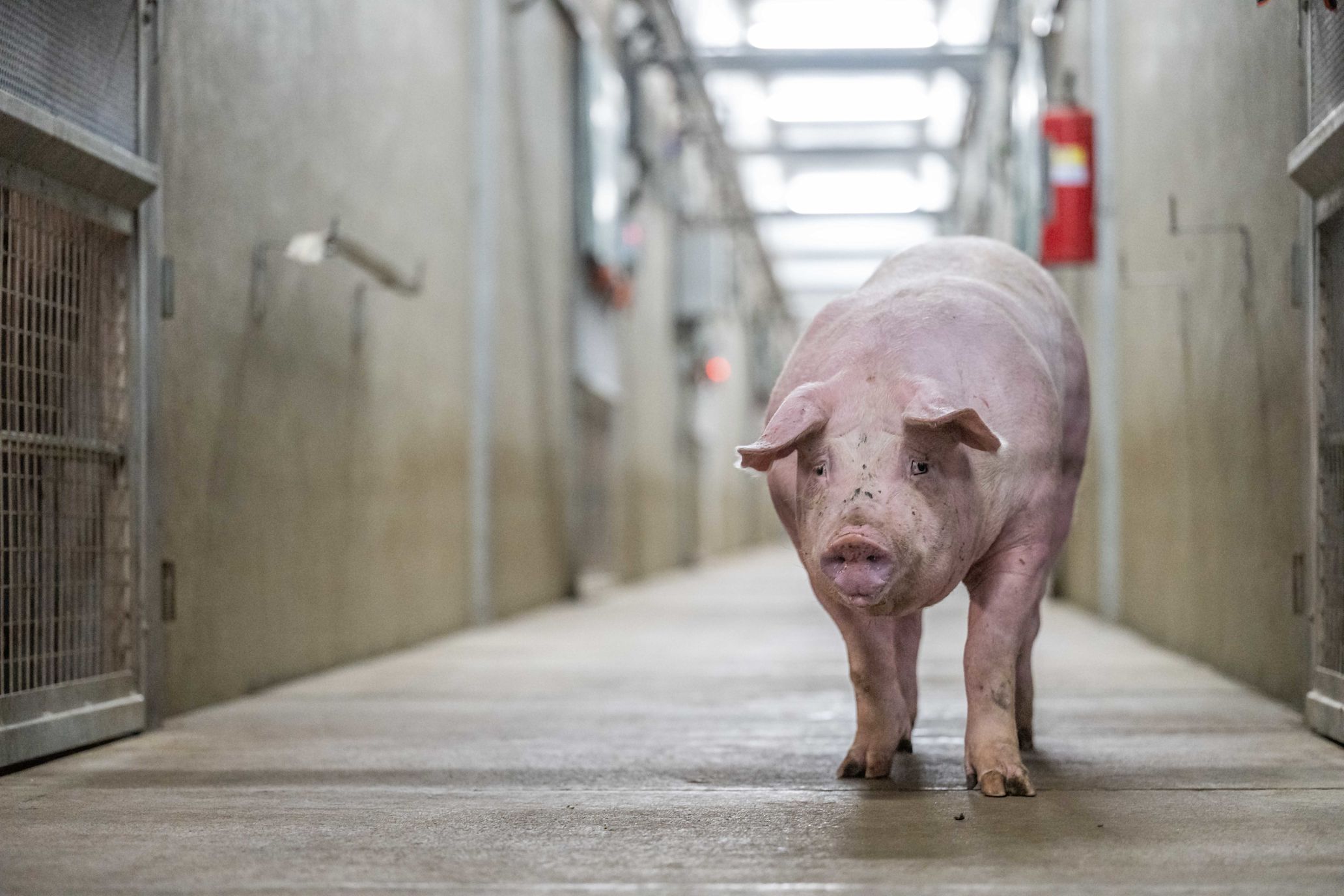 30.07.2025_AN_Nieuwsbrief_Varkens