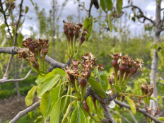 Spuitwijzer Fruitteelt, 5 mei 2021S