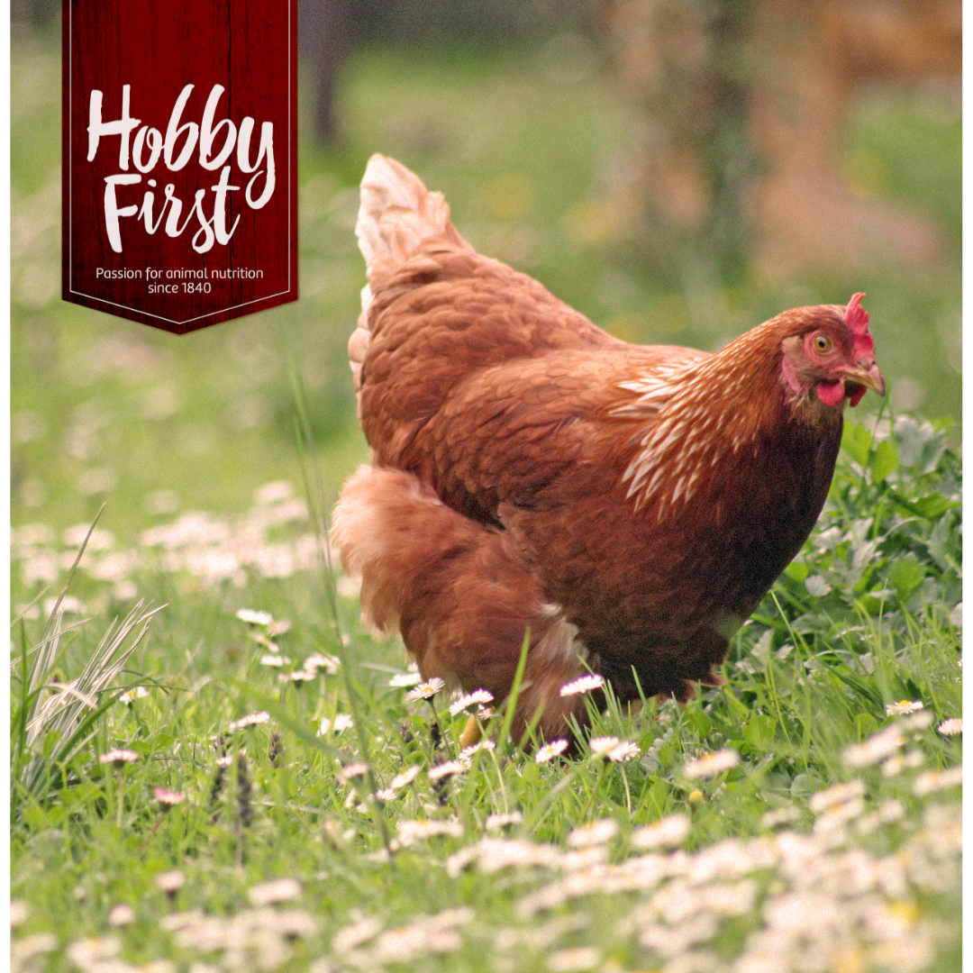 Biologisch kippenvoeder