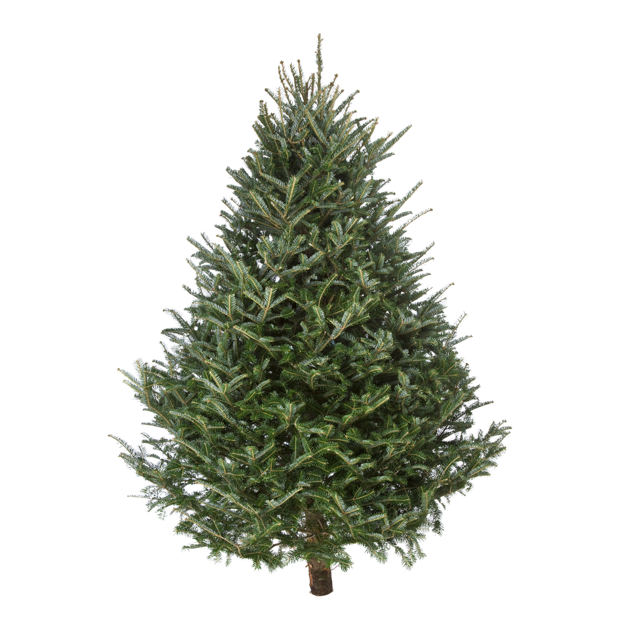 Zeldzaamheid sirene over Een echte kerstboom in huis halen: alles wat je wil weten over de  verschillende soorten kerstbomen, de verzorging & meer