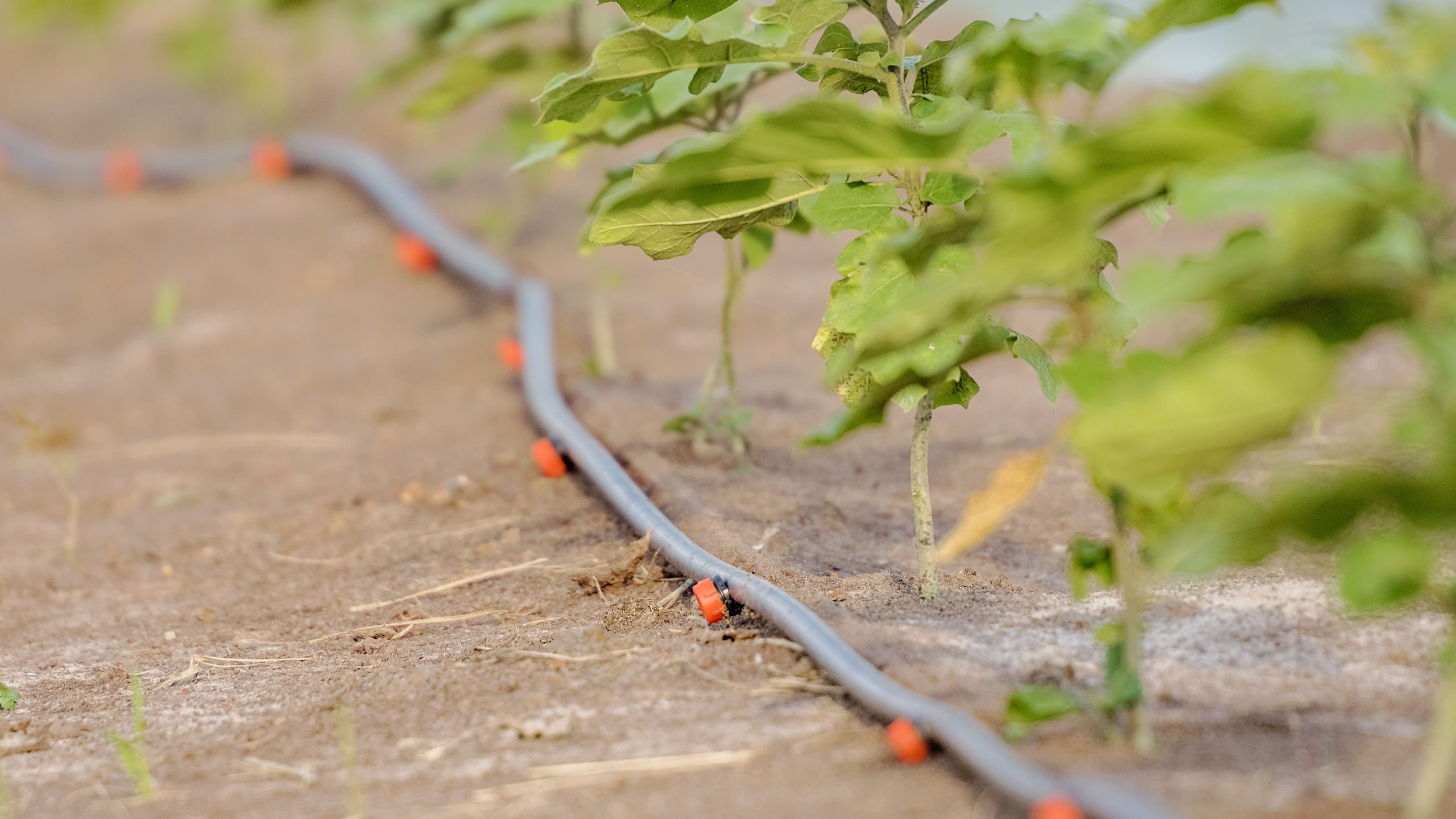 Alles voor je tuin aveve druppelsystemen