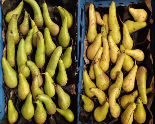 Vergelijking van Conference peren die behandeld werden met SmartFresh (links) en onbehandelde peren (rechts).