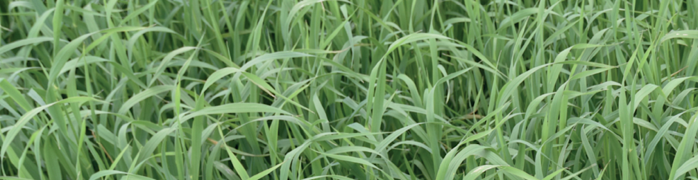 Japanse haver 968x250px