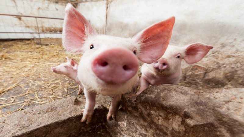 AveMix® 02 CS enzyme combination for piglet feed that makes the difference