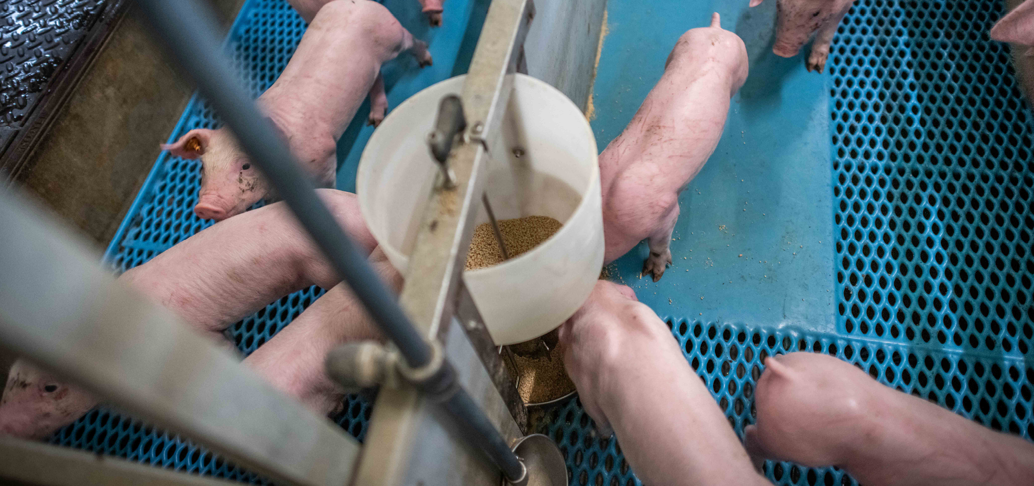 Biggistar gamma balance 968x455px