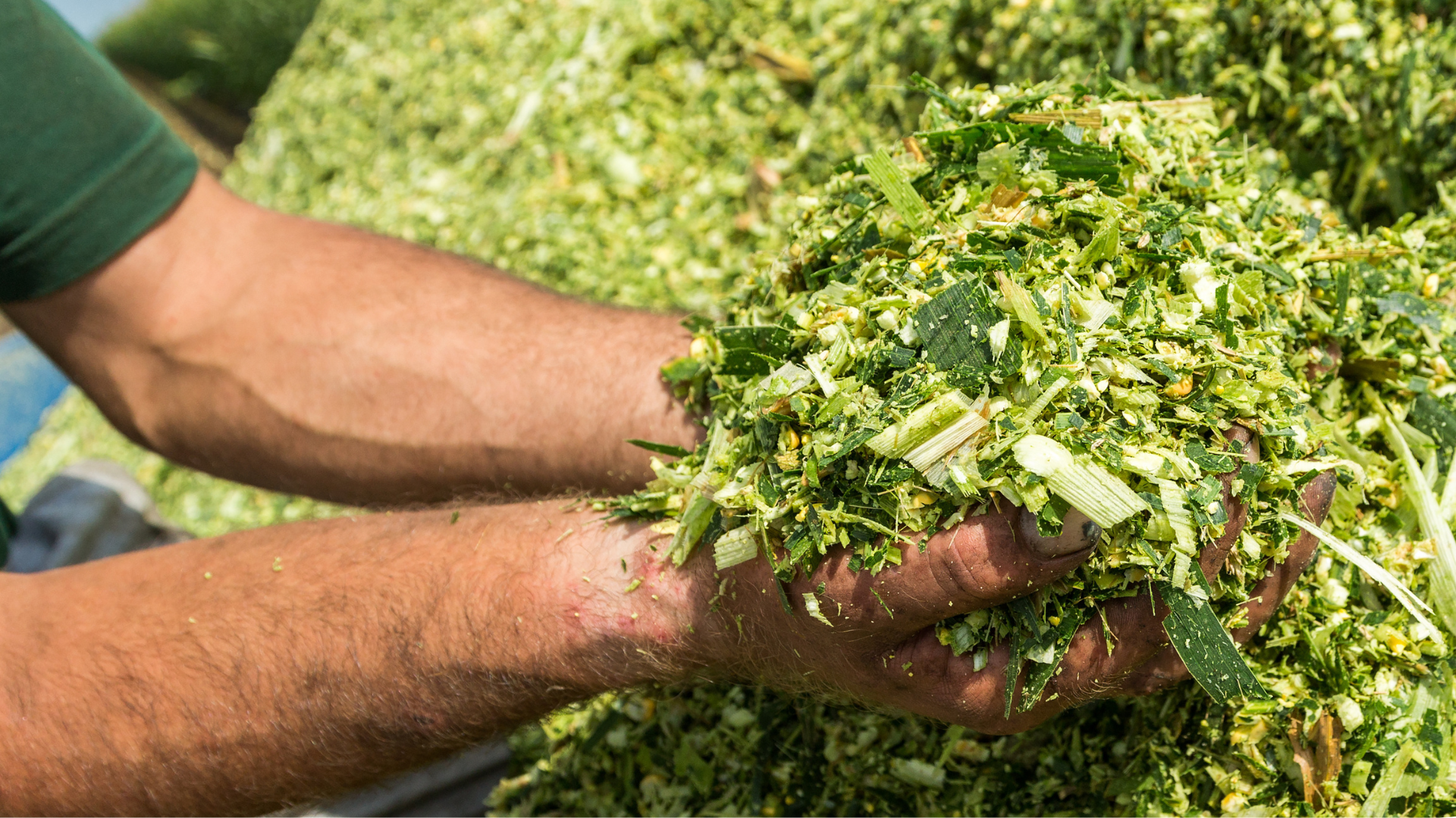 14.01.2026_Nieuwsbrief AH_VEM in jouw kuil en de voersaldo-app