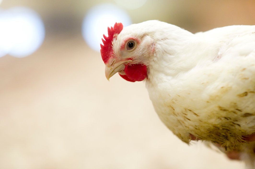 Poussins dans les mains