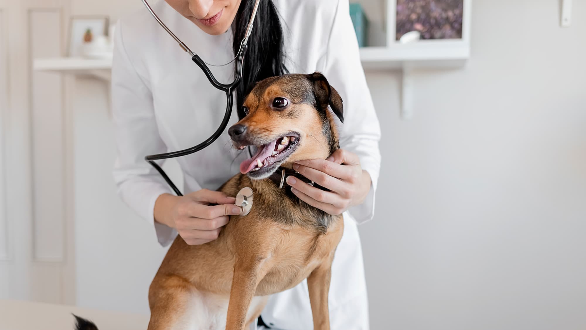 je-hond-bij-de-dierenarts-wat-je-moet-weten-aveve
